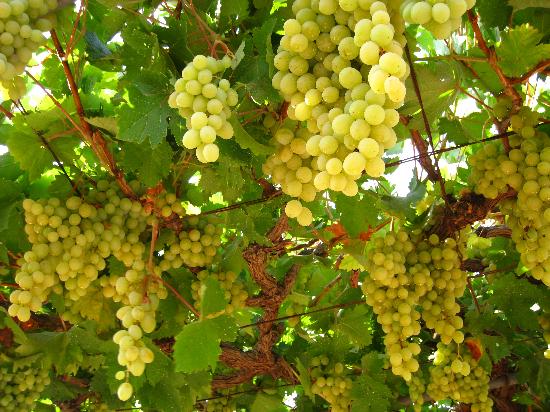 white-grapes-vineyard1.jpg